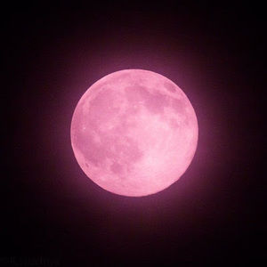 Meet your Posher, Mia